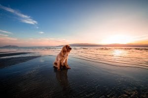 dog-friendly-beach-ca