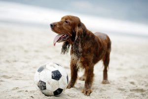 beach-soccer-dog