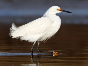 Newport Beach Boat Rental Birds